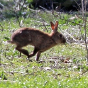 Oryctolagus cuniculus at Hume, ACT - 26 Sep 2021