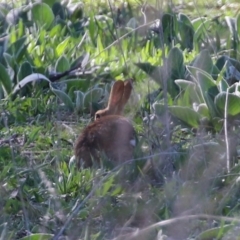 Oryctolagus cuniculus at Hume, ACT - 26 Sep 2021