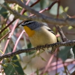 Pardalotus punctatus (Spotted Pardalote) at Hume, ACT - 26 Sep 2021 by RodDeb