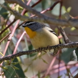 Pardalotus punctatus at Hume, ACT - 26 Sep 2021