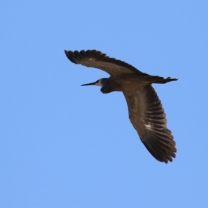 Egretta novaehollandiae at Hume, ACT - 26 Sep 2021