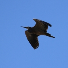 Egretta novaehollandiae at Hume, ACT - 26 Sep 2021