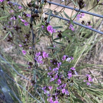 Glycine clandestina (Twining Glycine) at Black Mountain - 25 Sep 2021 by Jenny54