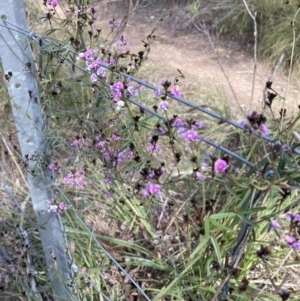 Glycine clandestina at Bruce, ACT - 25 Sep 2021 02:29 PM