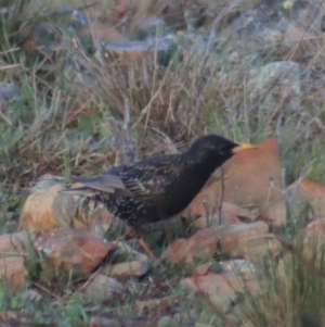 Sturnus vulgaris at Gundaroo, NSW - 27 Sep 2021 07:01 AM