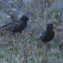 Sturnus vulgaris at Gundaroo, NSW - 27 Sep 2021 07:01 AM