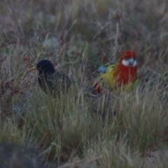 Sturnus vulgaris at Gundaroo, NSW - 27 Sep 2021