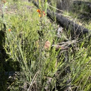 Dillwynia sericea at Hackett, ACT - 27 Sep 2021 08:56 AM