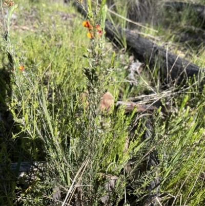 Dillwynia sericea (Egg And Bacon Peas) at Hackett, ACT - 27 Sep 2021 by Louisab