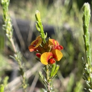 Dillwynia sericea at Hackett, ACT - 27 Sep 2021 08:56 AM