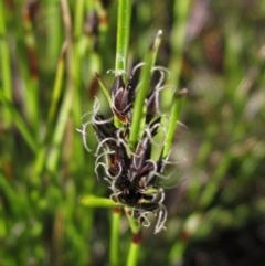 Schoenus apogon (Common Bog Sedge) at Hall, ACT - 26 Sep 2021 by pinnaCLE