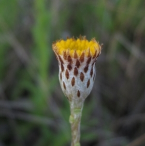 Leptorhynchos squamatus at Hall, ACT - 26 Sep 2021