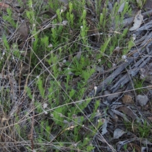 Leptorhynchos squamatus at Hall, ACT - 26 Sep 2021 04:10 PM