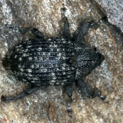 Tyrtaeosus sp. (genus) (Weevil) at Majura, ACT - 6 Sep 2021 by jb2602