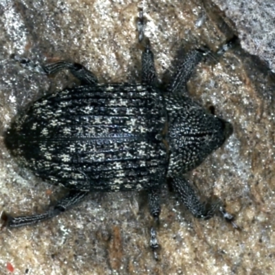 Tyrtaeosus sp. (genus) (Weevil) at Mount Ainslie - 6 Sep 2021 by jb2602