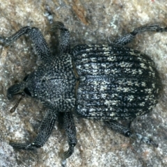 Tyrtaeosus sp. (genus) at Majura, ACT - 6 Sep 2021