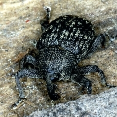 Tyrtaeosus sp. (genus) at Majura, ACT - 6 Sep 2021 01:47 PM