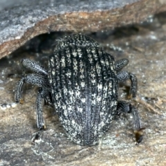 Tyrtaeosus sp. (genus) at Majura, ACT - 6 Sep 2021 01:47 PM