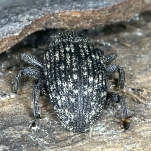 Tyrtaeosus sp. (genus) at Majura, ACT - 6 Sep 2021