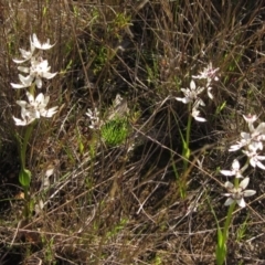 Wurmbea dioica subsp. dioica (Early Nancy) at Hall, ACT - 26 Sep 2021 by pinnaCLE