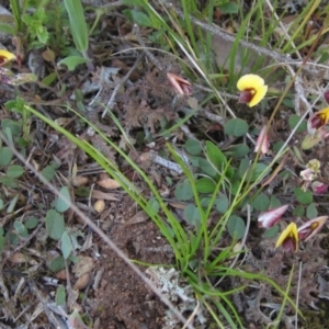 Bossiaea prostrata at Hall, ACT - 26 Sep 2021