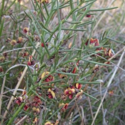 Daviesia genistifolia (Broom Bitter Pea) at Hall, ACT - 26 Sep 2021 by pinnaCLE