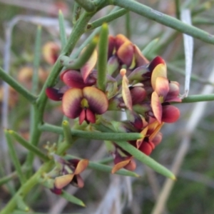 Daviesia genistifolia at Hall, ACT - 26 Sep 2021