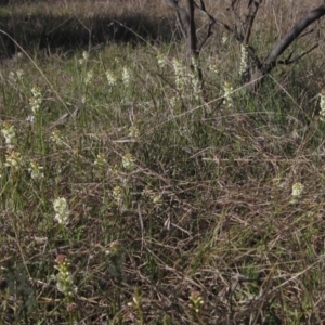 Stackhousia monogyna at Hall, ACT - 26 Sep 2021