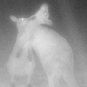 Macropus giganteus at Peak View, NSW - suppressed