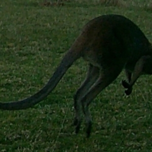 Macropus giganteus at Peak View, NSW - suppressed