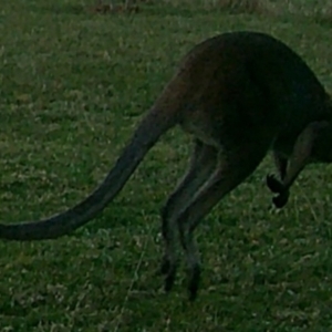 Macropus giganteus at Peak View, NSW - 4 Jan 2020