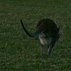 Macropus giganteus at Peak View, NSW - suppressed