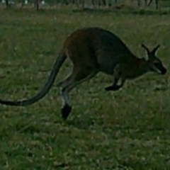 Macropus giganteus at Peak View, NSW - suppressed