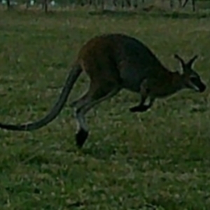 Macropus giganteus at Peak View, NSW - suppressed