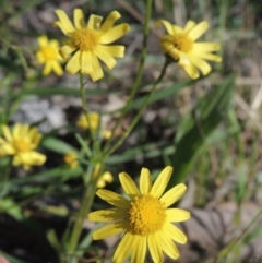 Senecio madagascariensis (Madagascan Fireweed, Fireweed) at Theodore, ACT - 22 Sep 2021 by michaelb