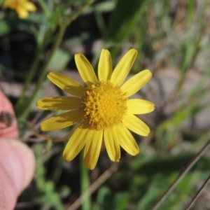 Senecio madagascariensis at Theodore, ACT - 22 Sep 2021