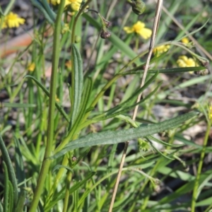 Senecio madagascariensis at Theodore, ACT - 22 Sep 2021