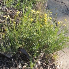 Senecio madagascariensis at Theodore, ACT - 22 Sep 2021