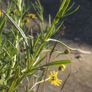 Senecio madagascariensis at Theodore, ACT - 22 Sep 2021