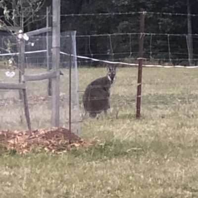 Notamacropus rufogriseus (Red-necked Wallaby) at Kangaroo Valley, NSW - 25 Sep 2021 by Evmoreno