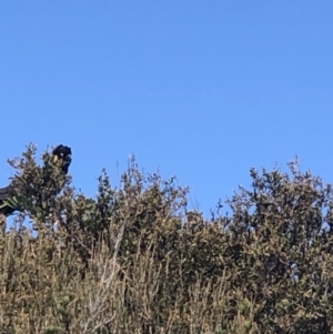 Zanda funerea at Beecroft Peninsula, NSW - 26 Sep 2021