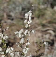 Cryptandra amara (Bitter Cryptandra) at Conder, ACT - 17 Sep 2021 by MichaelBedingfield