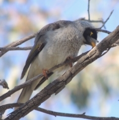 Manorina melanocephala (Noisy Miner) at Tuggeranong Hill - 17 Sep 2021 by MichaelBedingfield