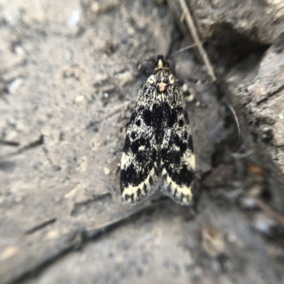 Barea codrella (A concealer moth) at Belconnen, ACT - 27 Sep 2021 by Dora