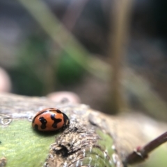 Coccinella transversalis (Transverse Ladybird) at Belconnen, ACT - 27 Sep 2021 by Dora