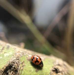 Coccinella transversalis at Belconnen, ACT - 27 Sep 2021