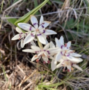 Wurmbea dioica subsp. dioica at Hawker, ACT - 27 Sep 2021