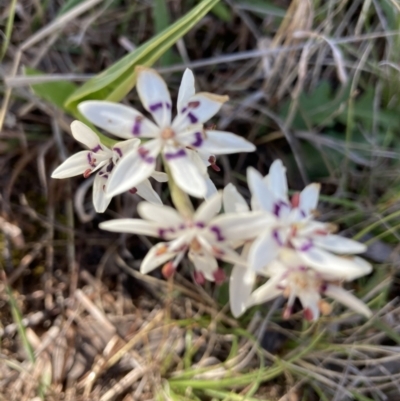 Wurmbea dioica subsp. dioica (Early Nancy) at Hawker, ACT - 27 Sep 2021 by Jenny54