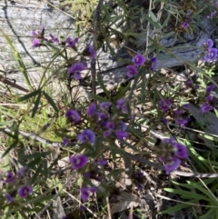 Glycine clandestina (Twining Glycine) at Holt, ACT - 27 Sep 2021 by Jenny54