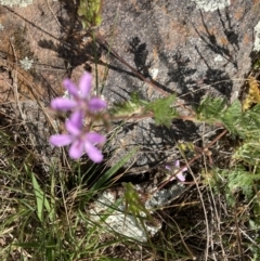 Erodium (genus) (A Storksbill) at Holt, ACT - 27 Sep 2021 by Jenny54